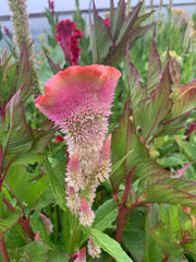 Load image into Gallery viewer, Celosia, 'Supercrest and Friends' – photo 3
