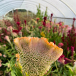 Load image into Gallery viewer, Celosia, 'Supercrest and Friends' – photo 2
