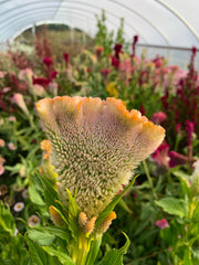 Load image into Gallery viewer, Celosia, 'Supercrest and Friends' – photo 2
