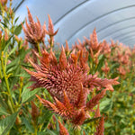 Load image into Gallery viewer, Celosia, 'Supercrest and Friends' – photo 4
