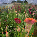 Load image into Gallery viewer, Celosia, 'Supercrest and Friends'
