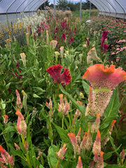 Load image into Gallery viewer, Celosia, 'Supercrest and Friends'
