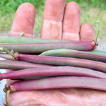 Load image into Gallery viewer, Bean, Bush Snap 'Tanya's Pink Pod' – photo 2
