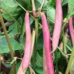 Load image into Gallery viewer, Bean, Bush Snap 'Tanya's Pink Pod'
