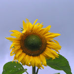 Load image into Gallery viewer, Sunflower 'Tarahumara'
