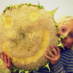Load image into Gallery viewer, Sunflower 'Tarahumara' – photo 2
