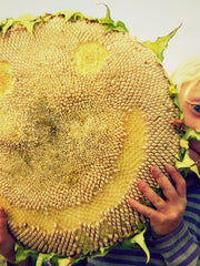 Load image into Gallery viewer, Sunflower 'Tarahumara' – photo 2
