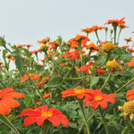 Load image into Gallery viewer, Sunflower, Mexican, 'Torch'
