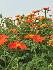 Load image into Gallery viewer, Sunflower, Mexican, 'Torch'
