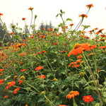 Load image into Gallery viewer, Sunflower, Mexican, 'Torch' – photo 4
