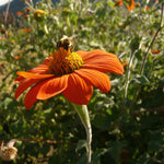 Load image into Gallery viewer, Sunflower, Mexican, 'Torch' – photo 6
