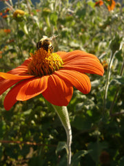 Load image into Gallery viewer, Sunflower, Mexican, 'Torch' – photo 6
