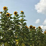 Load image into Gallery viewer, Sunflower 'Transylvanian Giant'
