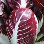 Load image into Gallery viewer, Radicchio (Rosso di Treviso Precoce), 'Pacifico' – photo 2
