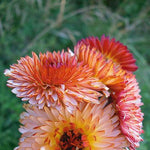 Load image into Gallery viewer, Calendula, 'Zeolights' – photo 2
