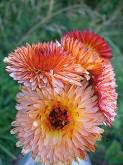 Load image into Gallery viewer, Calendula, 'Zeolights' – photo 2
