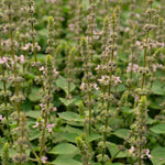 Load image into Gallery viewer, Basil, 'Tulsi' (Sacred Basil, Holy Basil)
