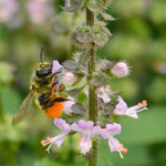 Load image into Gallery viewer, Basil, 'Tulsi' (Sacred Basil, Holy Basil) – photo 2
