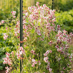 Load image into Gallery viewer, Sweet Pea, 'Wiltshire Ripple' – photo 4
