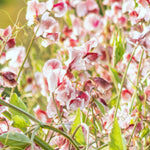 Load image into Gallery viewer, Sweet Pea, 'Wiltshire Ripple' – photo 3
