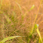 Load image into Gallery viewer, Ornamental Grass, 'Frosted Explosion' – photo 5
