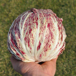 Load image into Gallery viewer, Radicchio (Variegato di Chioggia), 'Acquerello' – photo 2
