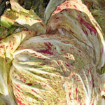 Load image into Gallery viewer, Radicchio (Variegato di Chioggia), 'Acquerello' – photo 4
