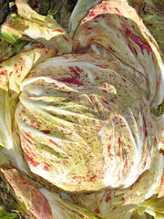 Load image into Gallery viewer, Radicchio (Variegato di Chioggia), 'Acquerello' – photo 4

