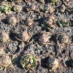 Load image into Gallery viewer, Radicchio (Variegato di Chioggia), 'Acquerello' – photo 3
