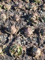 Load image into Gallery viewer, Radicchio (Variegato di Chioggia), 'Acquerello' – photo 3
