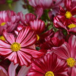 Load image into Gallery viewer, Cosmos, 'Velouette'
