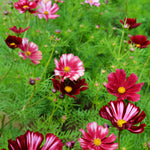 Load image into Gallery viewer, Cosmos, 'Velouette' – photo 2
