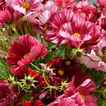 Load image into Gallery viewer, Cosmos, 'Velouette' – photo 3
