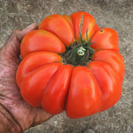 Load image into Gallery viewer, Tomato, 'Vernazza' – photo 3
