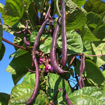 Load image into Gallery viewer, Bean, Pole Snap, 'Trionfo Violetto' – photo 2
