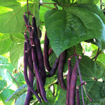 Load image into Gallery viewer, Bean, Pole Snap, 'Trionfo Violetto'
