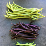 Load image into Gallery viewer, Bean, Pole Snap, 'Trionfo Violetto' – photo 3
