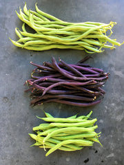 Load image into Gallery viewer, Bean, Pole Snap, 'Trionfo Violetto' – photo 3
