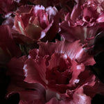 Load image into Gallery viewer, Radicchio (Goriziana), 'Voglia' – photo 2
