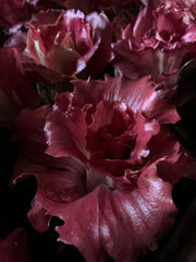 Load image into Gallery viewer, Radicchio (Goriziana), 'Voglia' – photo 2
