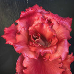 Load image into Gallery viewer, Radicchio (Goriziana), 'Voglia'
