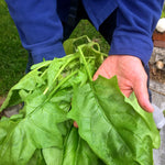 Load image into Gallery viewer, Spinach, 'Winter Giant' (Gigante d'Inverno) – photo 2
