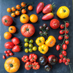 Load image into Gallery viewer, Tomato, 'Sheboygan' – photo 2
