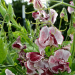 Load image into Gallery viewer, Sweet Pea, 'Wiltshire Ripple' – photo 2
