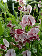 Load image into Gallery viewer, Sweet Pea, 'Wiltshire Ripple' – photo 2
