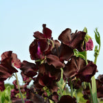 Load image into Gallery viewer, Sweet Pea, 'Windsor' – photo 5

