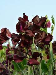 Load image into Gallery viewer, Sweet Pea, 'Windsor' – photo 5
