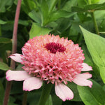 Load image into Gallery viewer, Zinnia, 'Zinderella Lilac' – photo 2
