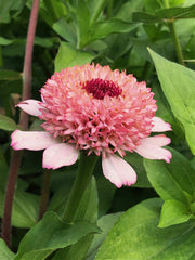Load image into Gallery viewer, Zinnia, 'Zinderella Lilac' – photo 2
